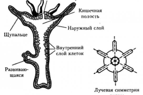 Как зайти на кракен с айфона