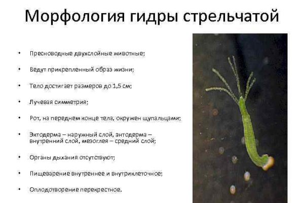 Кракен не работает сайт